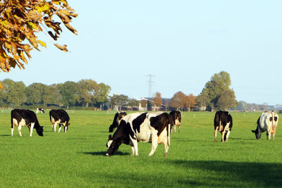 Cows grazing on field against clear sky