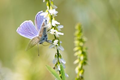 Close-up of butterfly pollinating on purple flower