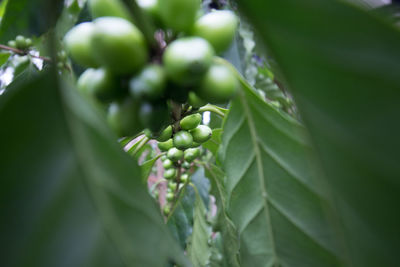 Close-up of coffee beans growing on plant