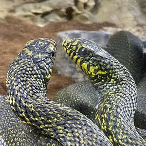 Close-up of lizard