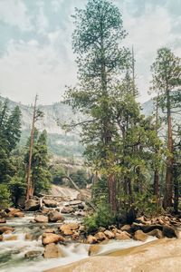 Trees on landscape against sky