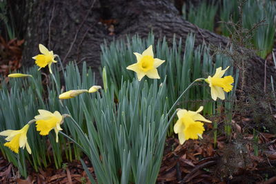 Close-up of yellow daffodil flowers in field