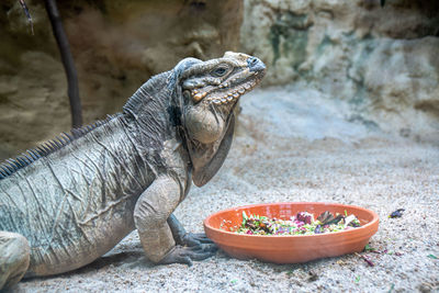 Close-up of lizard on rock
