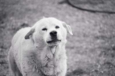 Portrait of dog on field