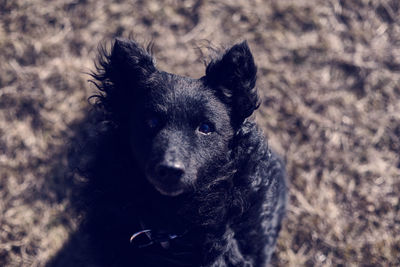 Close-up portrait of black dog