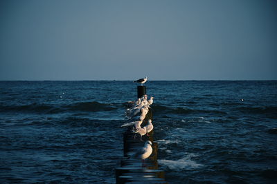 Woman standing in sea against clear sky