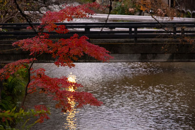 Autumn tree by river in park