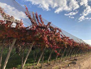 Low angle view of flowering plant against sky