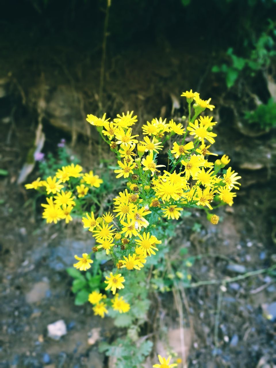 CLOSE-UP OF YELLOW FLOWERING PLANT