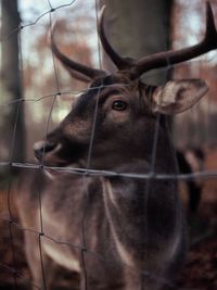 Close-up of deer