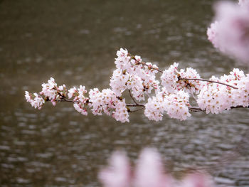 Close-up of pink flowers on tree