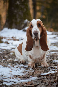 Portrait of dog in snow