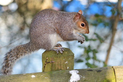 Portrait of a gray squirrel sitting on a wooden post while eating a nut