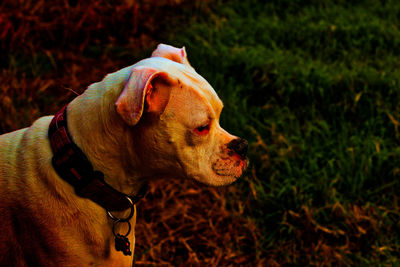 Close-up of a dog looking away