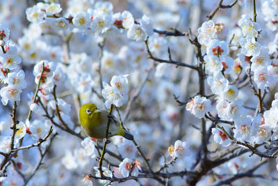 Cherry blossoms in spring