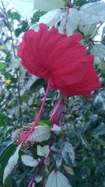 Close-up of red hibiscus blooming outdoors
