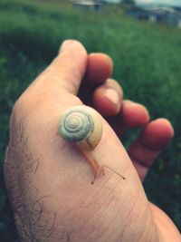 Close-up of snail on hand