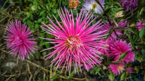 High angle view of purple coneflower blooming outdoors