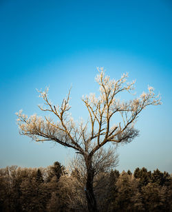 Low angle view of bare tree against clear blue sky