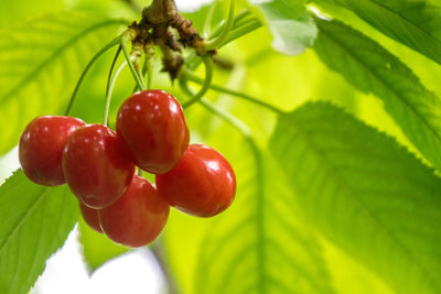 Close-up of cherries growing on tree