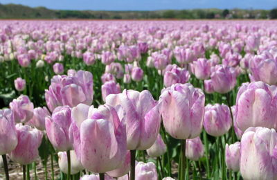 Close-up of pink tulips growing in field