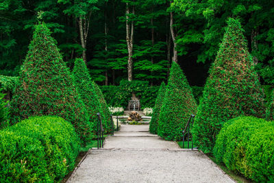 Footpath amidst trees in forest