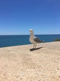 Seagull on a beach