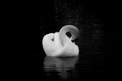 Swan swimming in lake