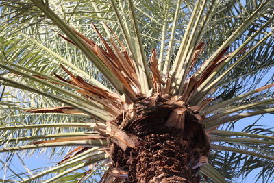 Low angle view of palm tree