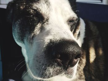 Close-up portrait of dog
