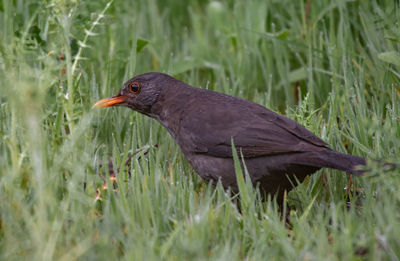 Close-up of a bird on field