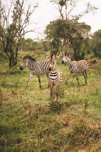 Zebra standing on field