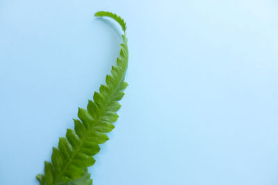 Close-up of fresh green plant