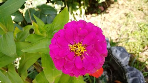 Close-up of pink flower blooming outdoors