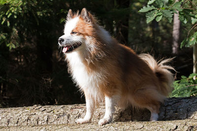 Close-up of dog against trees