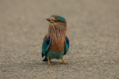 Close-up of bird perching on road