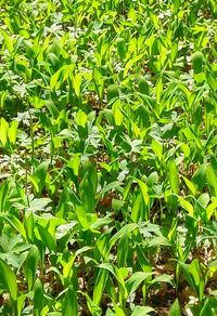 Plants growing on field