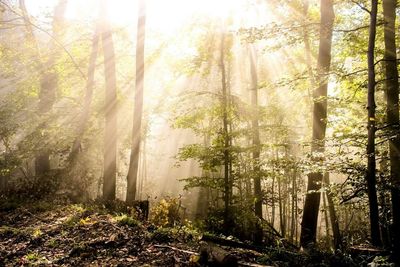 Sun shining through trees in forest