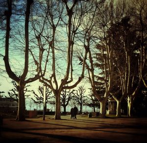 Bare trees in the dark