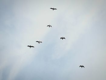 Directly below shot of birds flying against sky