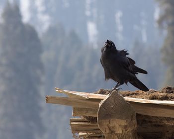 Close-up of bird perching on wood