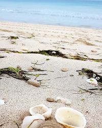 High angle view of shells on beach