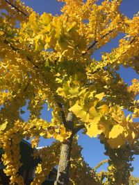 Low angle view of flowering plant against clear sky