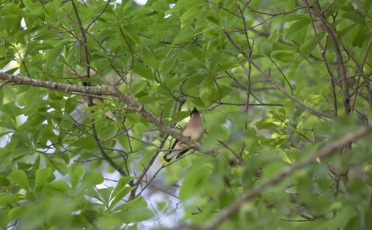 BIRD PERCHING ON A TREE