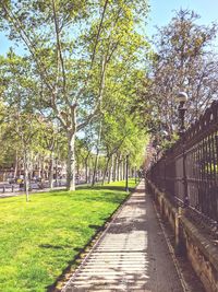 Footpath amidst trees in park