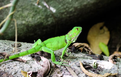 Close-up of lizard on rock