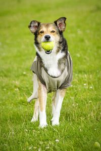 Dog with tennis ball in mouth standing on grass 