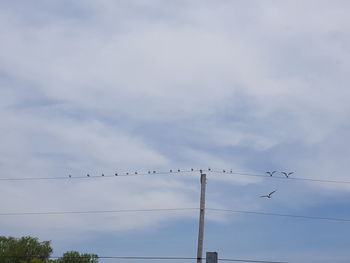 Low angle view of birds perching on cable against sky