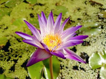 Close-up of purple water lily