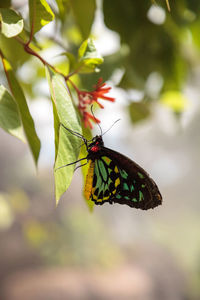 Cairns birdwing butterfly ornithoptera euphorion. this species is endemic to australia.